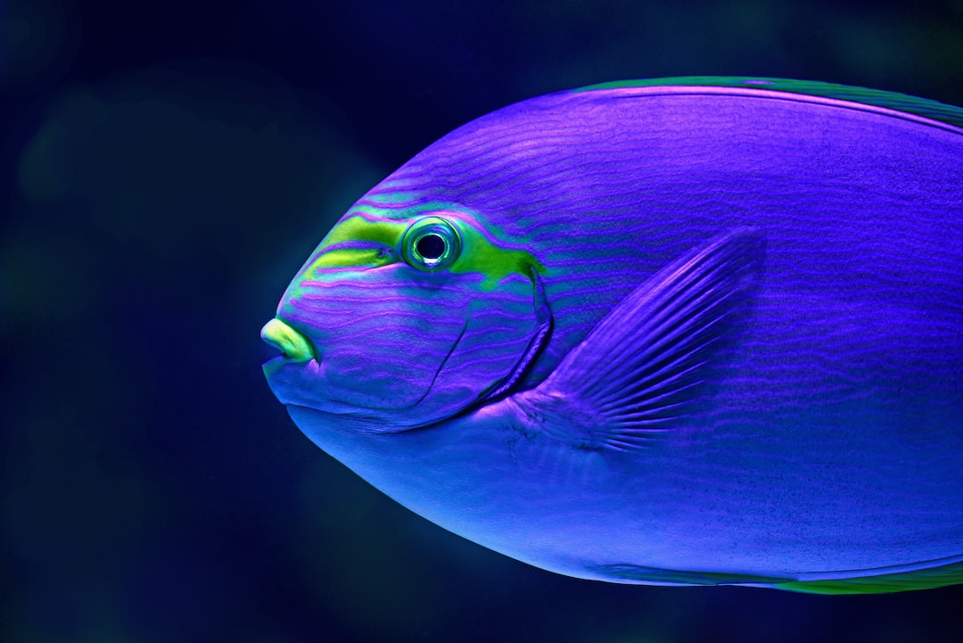 25 wichtige Fragen zu Was Fressen Neonfische Am Liebsten?