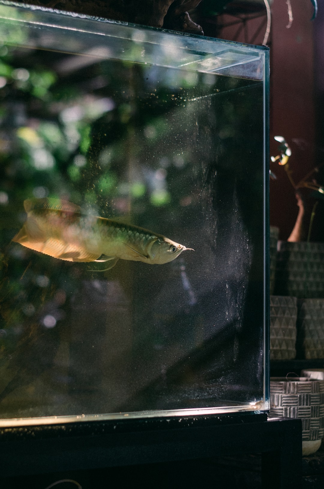25 wichtige Fragen zu Ist Grünes Teichwasser Schädlich Für Fische?