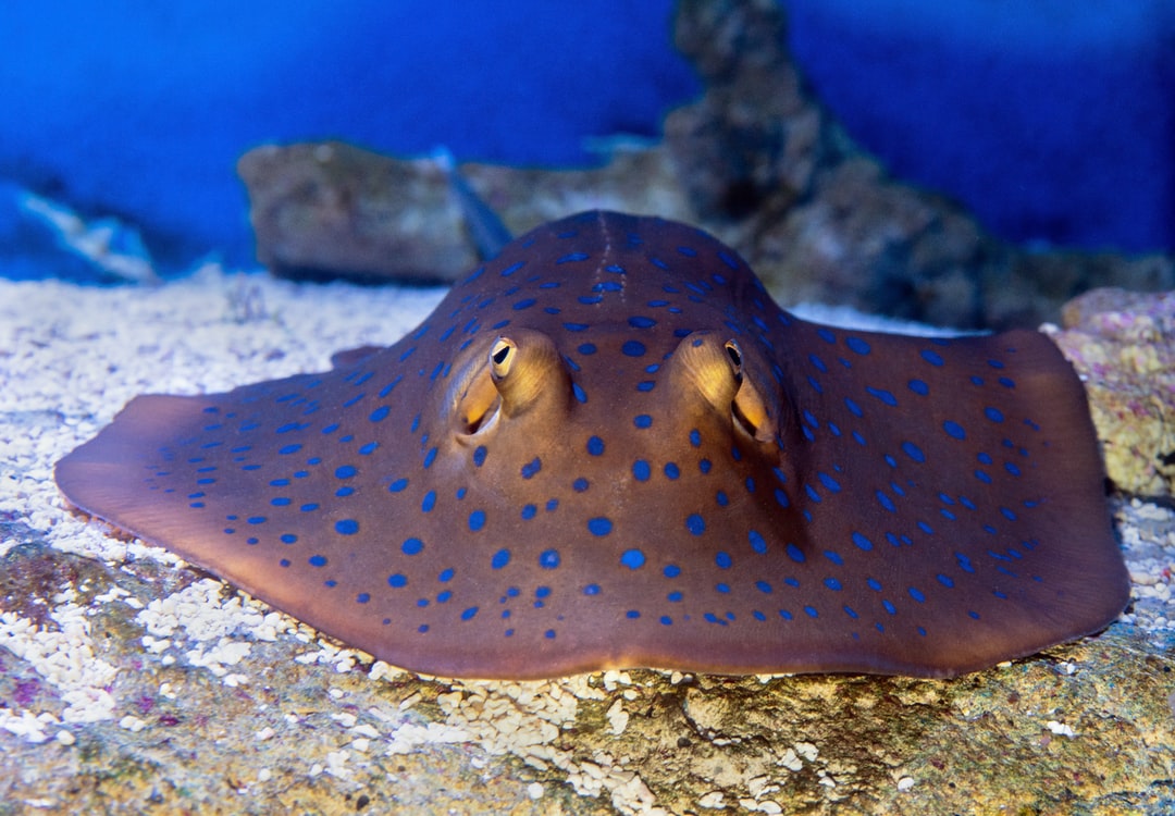 25 wichtige Fragen zu Scheibenputzer Aquarium