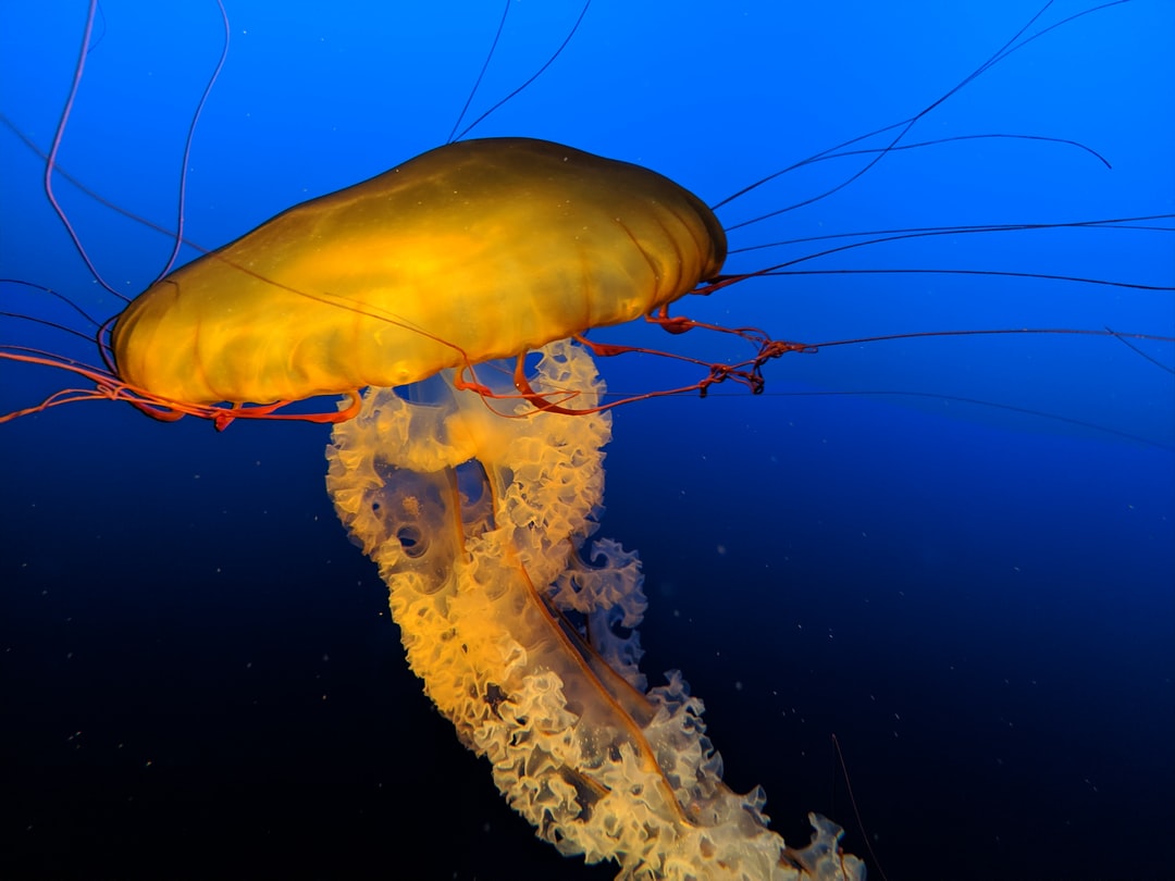 25 wichtige Fragen zu Is It Hard To Take Care Of Jellyfish?