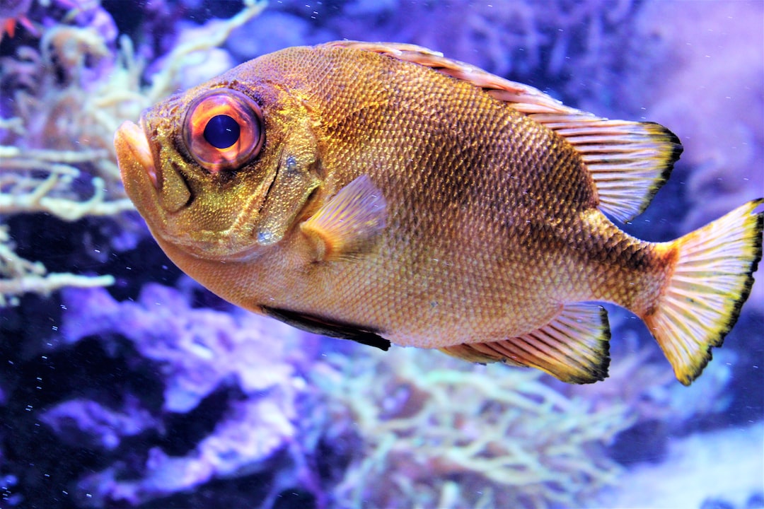 25 wichtige Fragen zu Was Tötet Aquarium Fische?