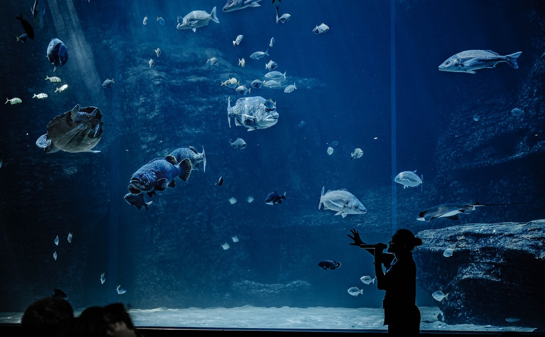 25 wichtige Fragen zu Qualle Aquarium