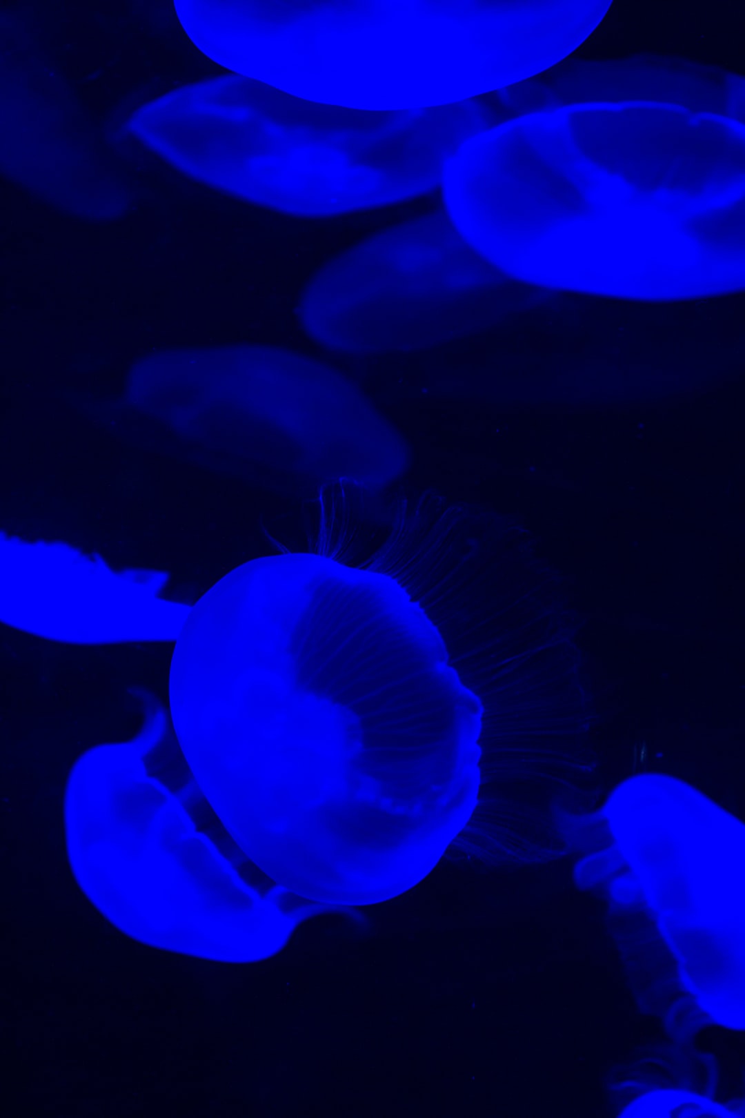 25 wichtige Fragen zu Moonlight Aquarium
