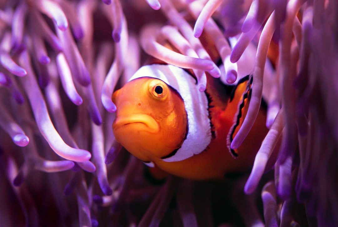 25 wichtige Fragen zu Was Macht Huminsäure Im Aquarium?