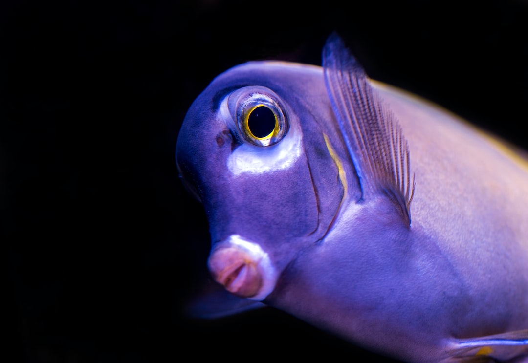 25 wichtige Fragen zu Welche Tiere Im Meerwasseraquarium?