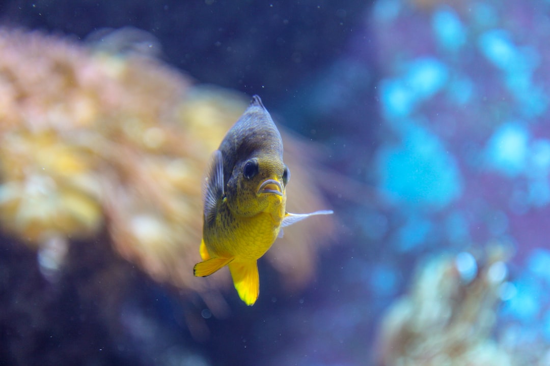 25 wichtige Fragen zu Aquarium Fische Schwarz