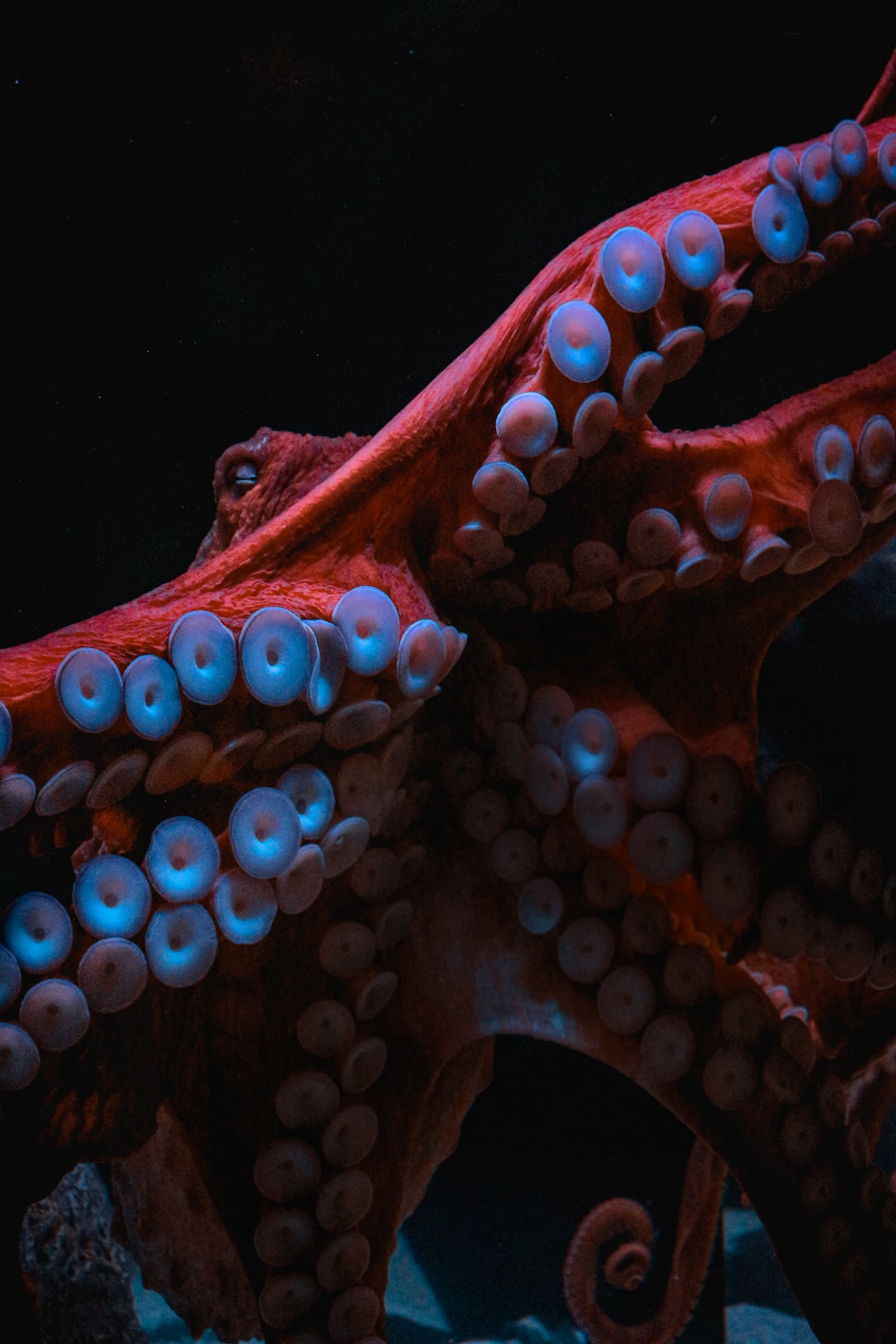 25 wichtige Fragen zu Aquarium Molch