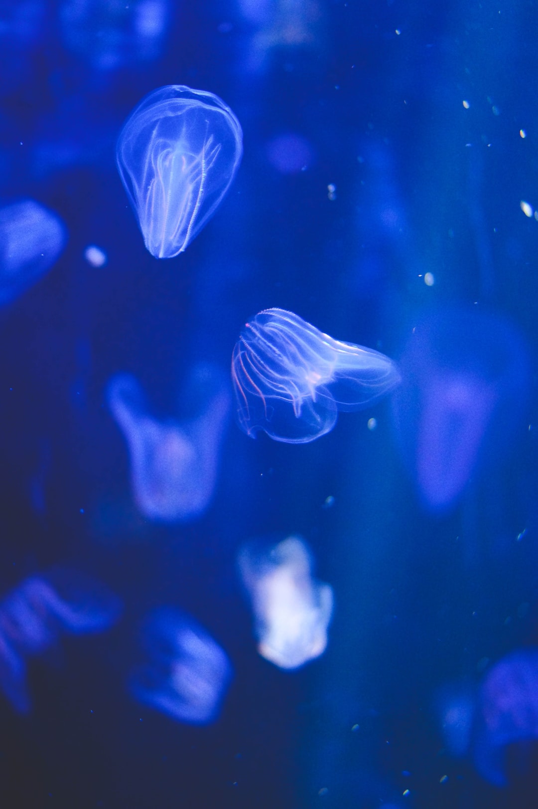 25 wichtige Fragen zu Schönes Aquarium