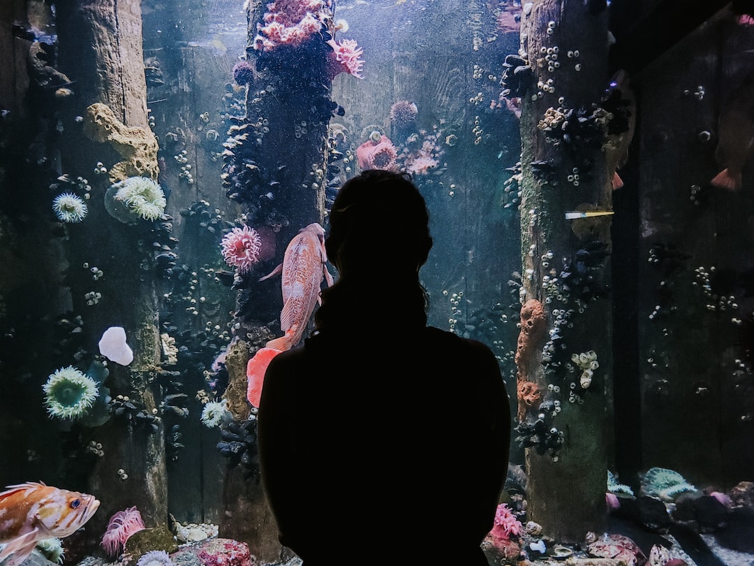 25 wichtige Fragen zu How Much Flow Rate Do I Need Aquarium?
