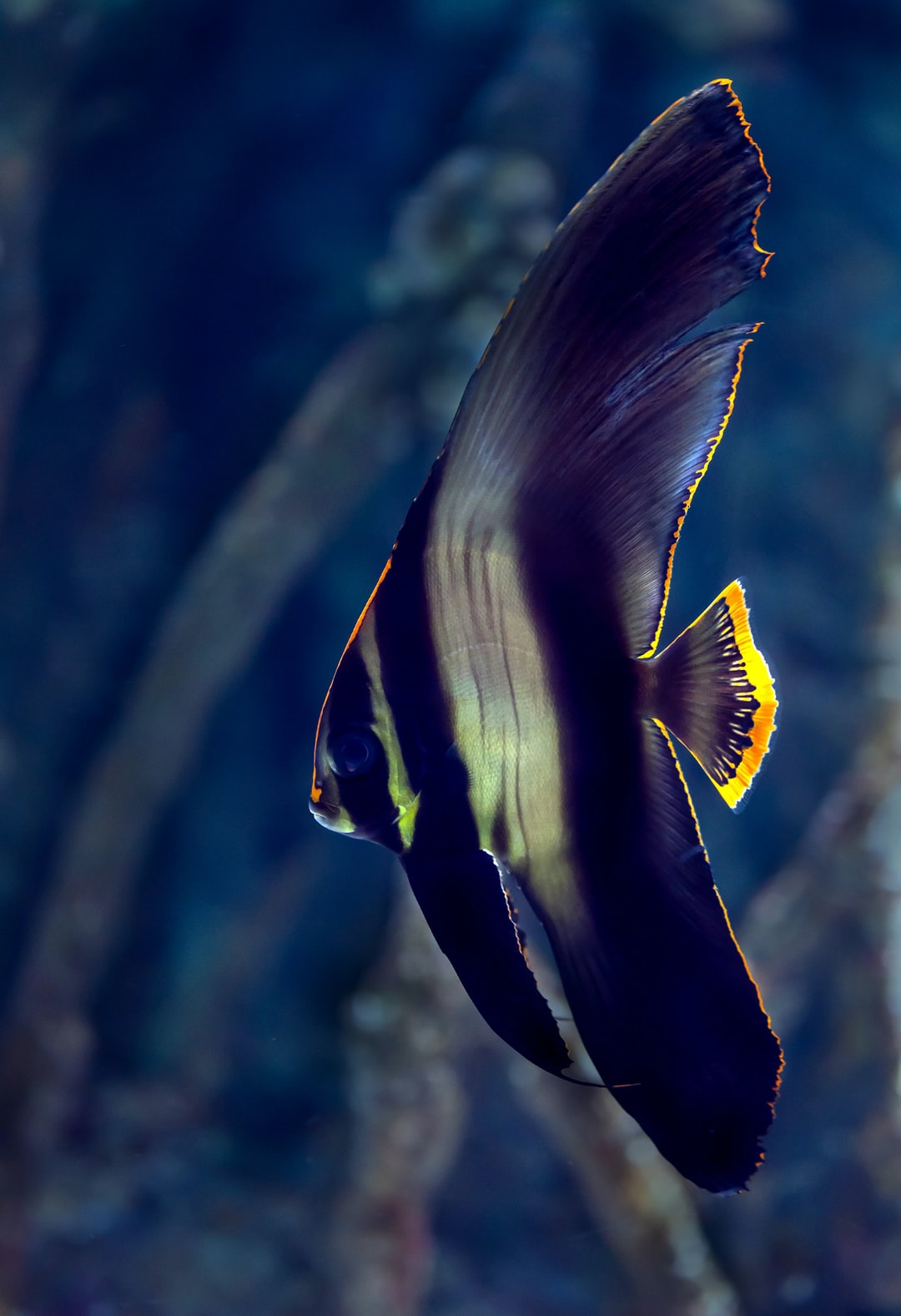 25 wichtige Fragen zu Welches Moos Für Bonsai Aquarium?
