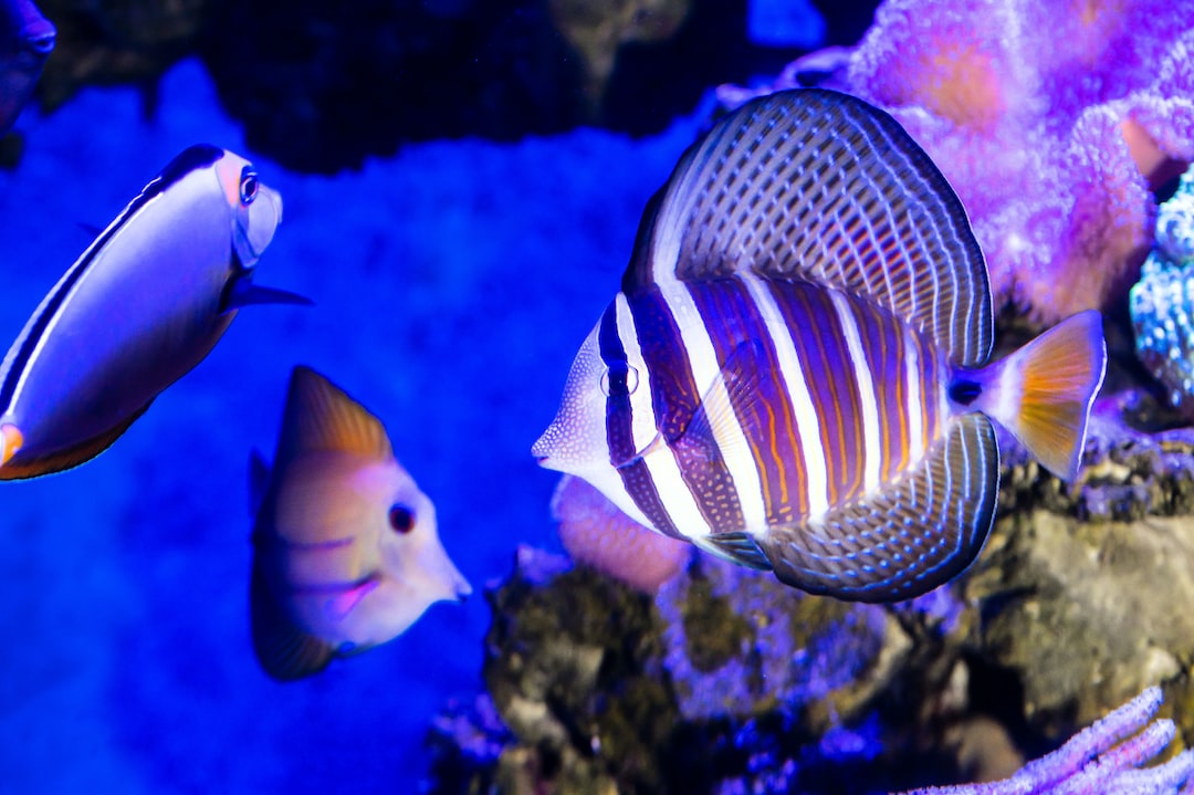 25 wichtige Fragen zu Größtes Aquarium Deutschlands