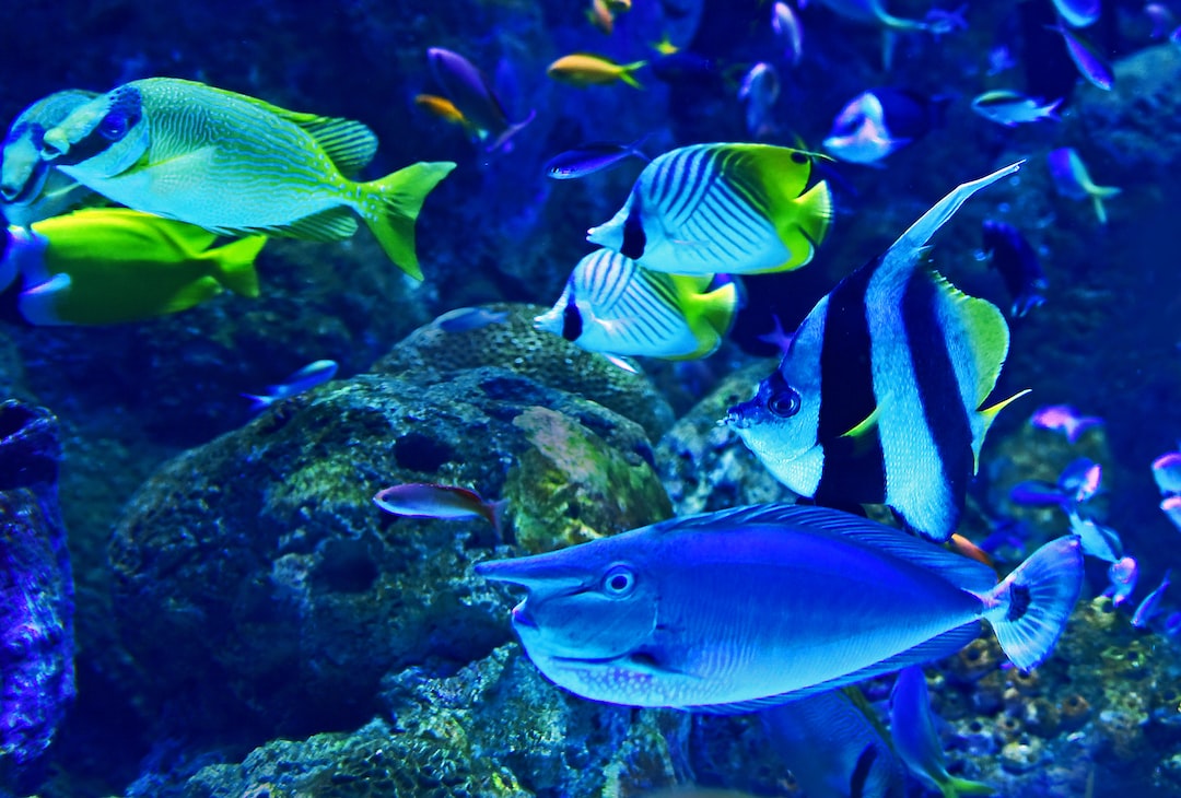 15 wichtige Fragen zu Aquarium Mecklenburg Vorpommern