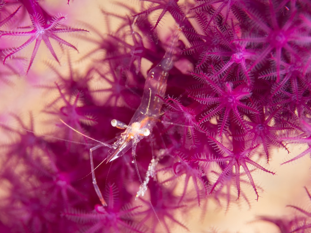 18 wichtige Fragen zu Wie Entferne Ich Algen Von Pflanzen Im Aquarium?