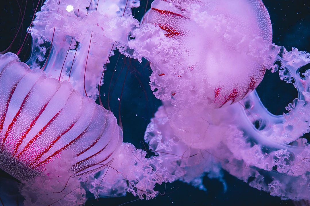 19 wichtige Fragen zu Do Aquarium Backgrounds Go Inside Outside?