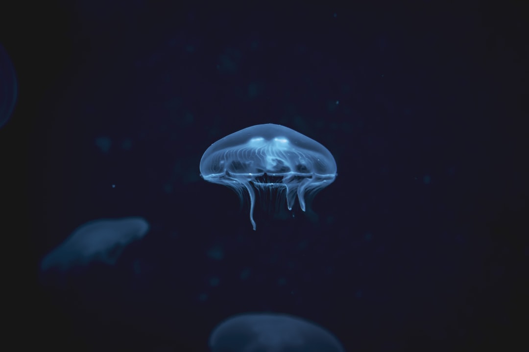 20 wichtige Fragen zu Weißglas Aquarium Komplettset