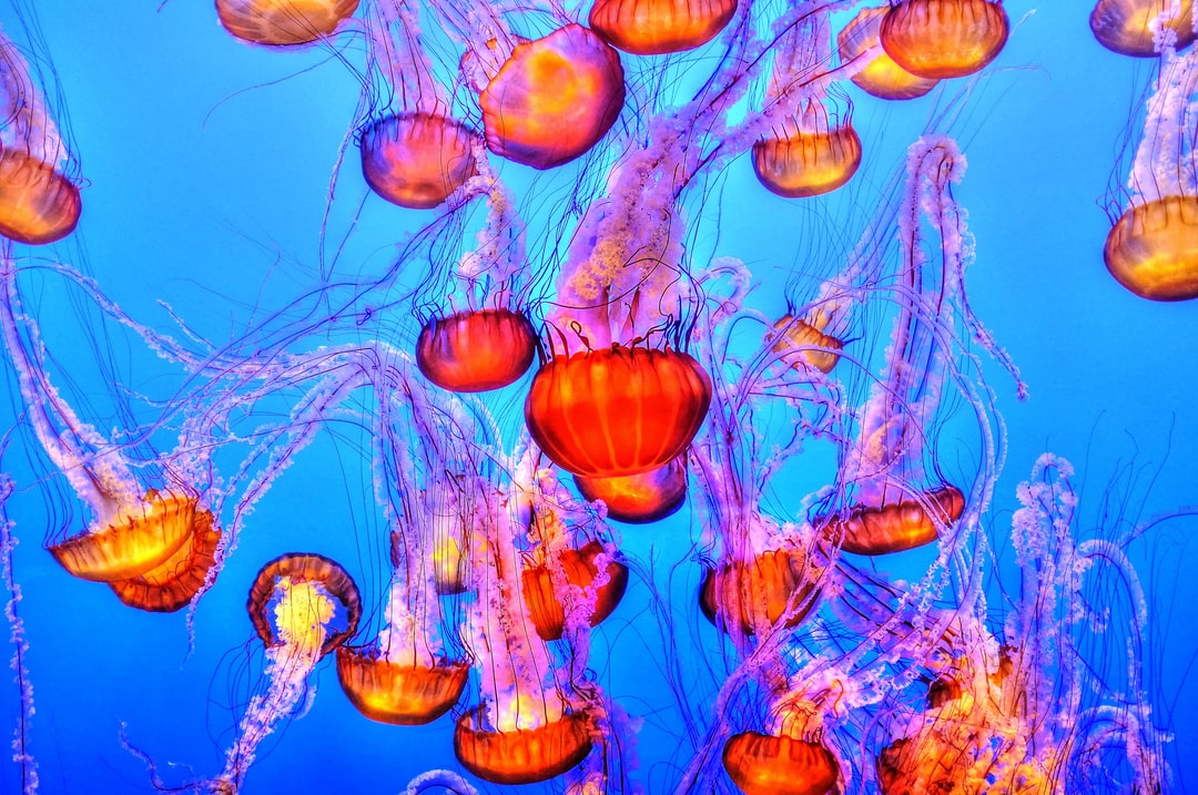 21 wichtige Fragen zu Kann Man Krebse Im Aquarium?