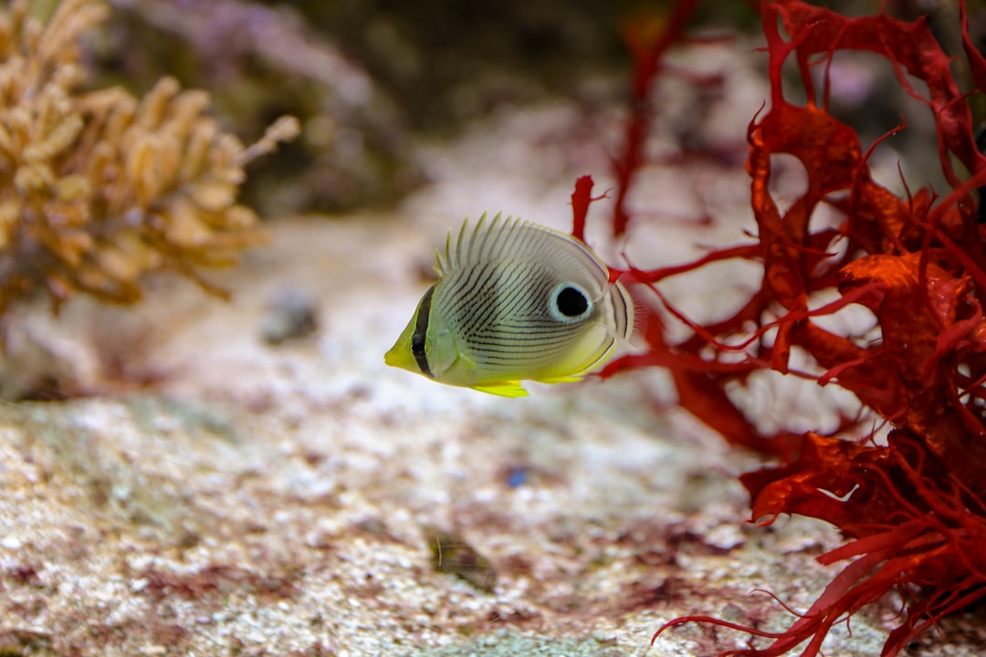 22 wichtige Fragen zu Welche Farbe Lockt Fische An?