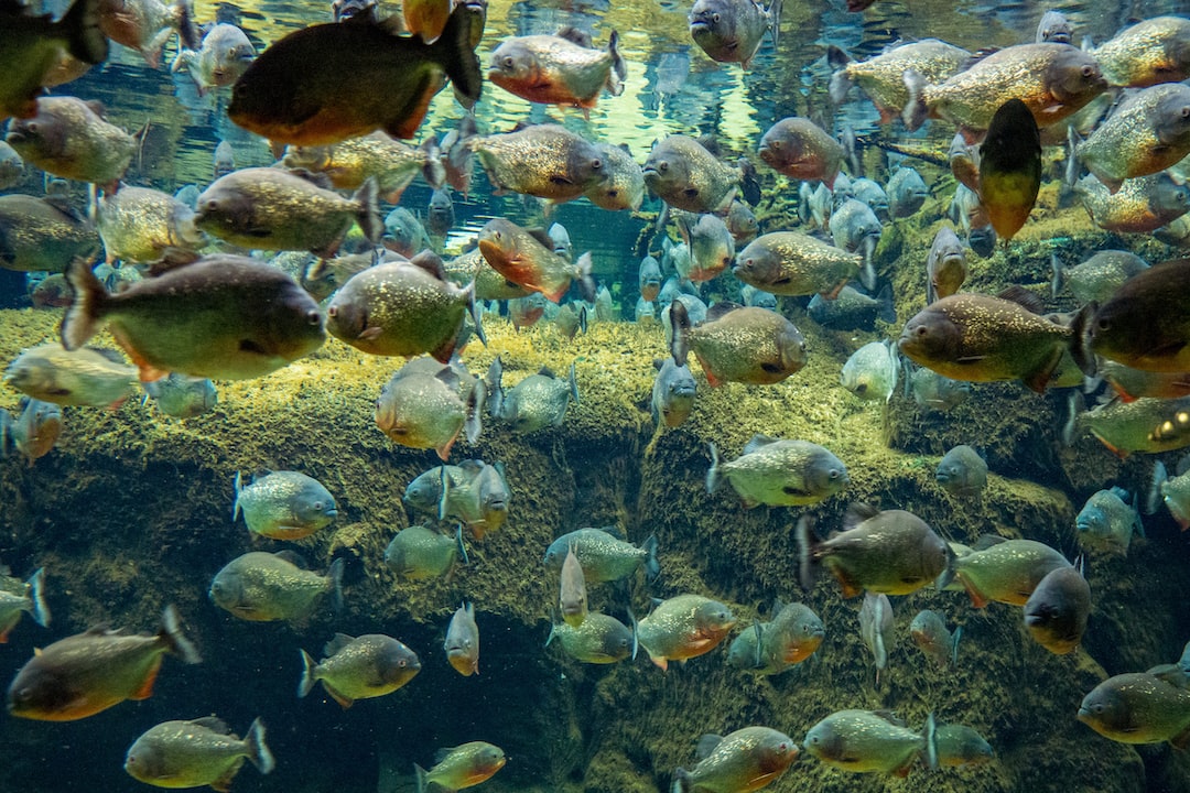 22 wichtige Fragen zu How Do I Control Algae In My Fish Tank Naturally?