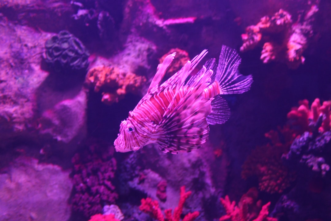 22 wichtige Fragen zu Does Fish Tank Filter Give Oxygen?