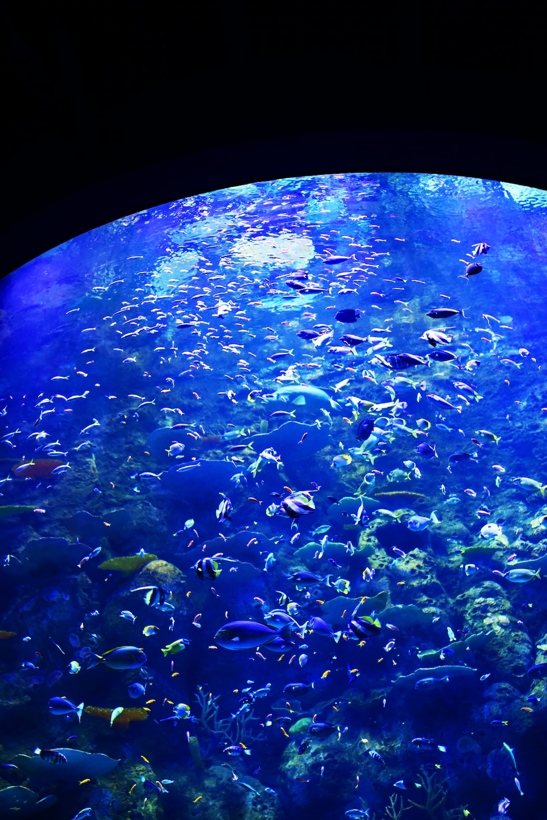 22 wichtige Fragen zu Meerwasser Aquarium Ohne Technikbecken