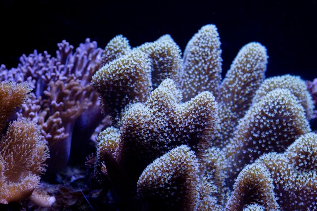 23 wichtige Fragen zu Großes Aquarium