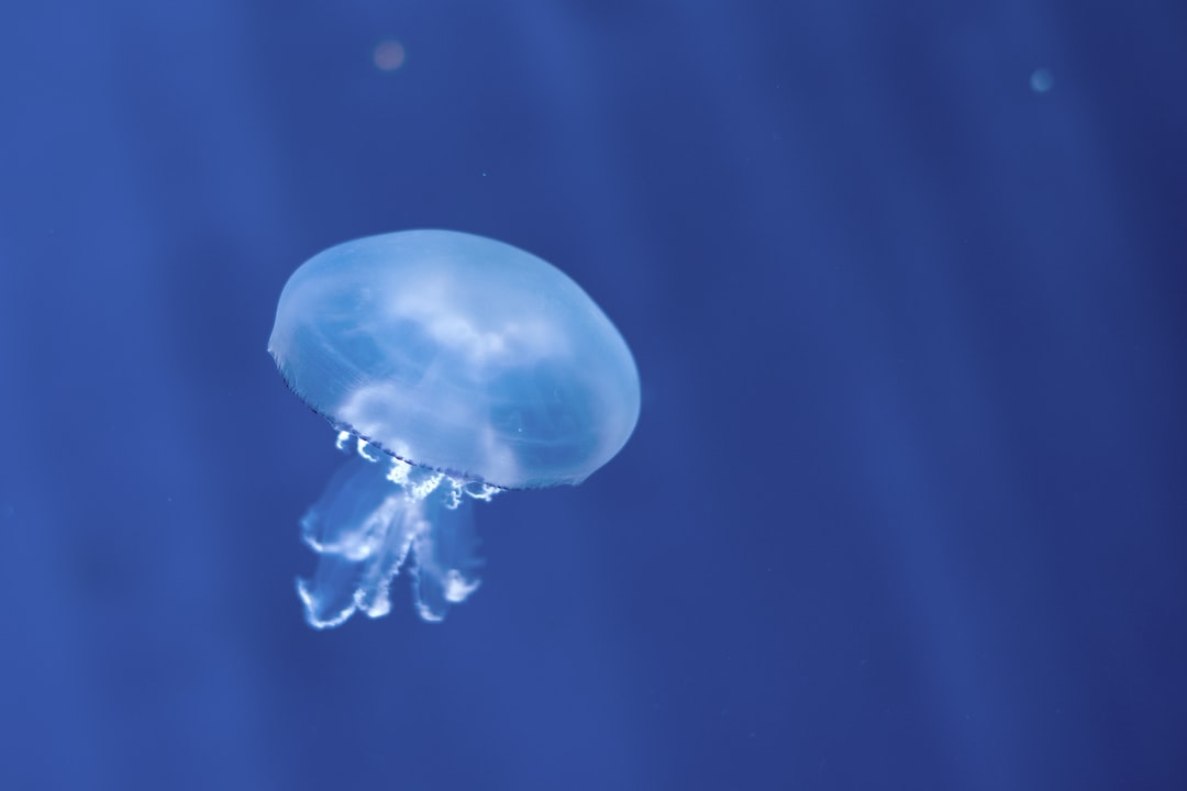 23 wichtige Fragen zu Wasserschnecke Aquarium