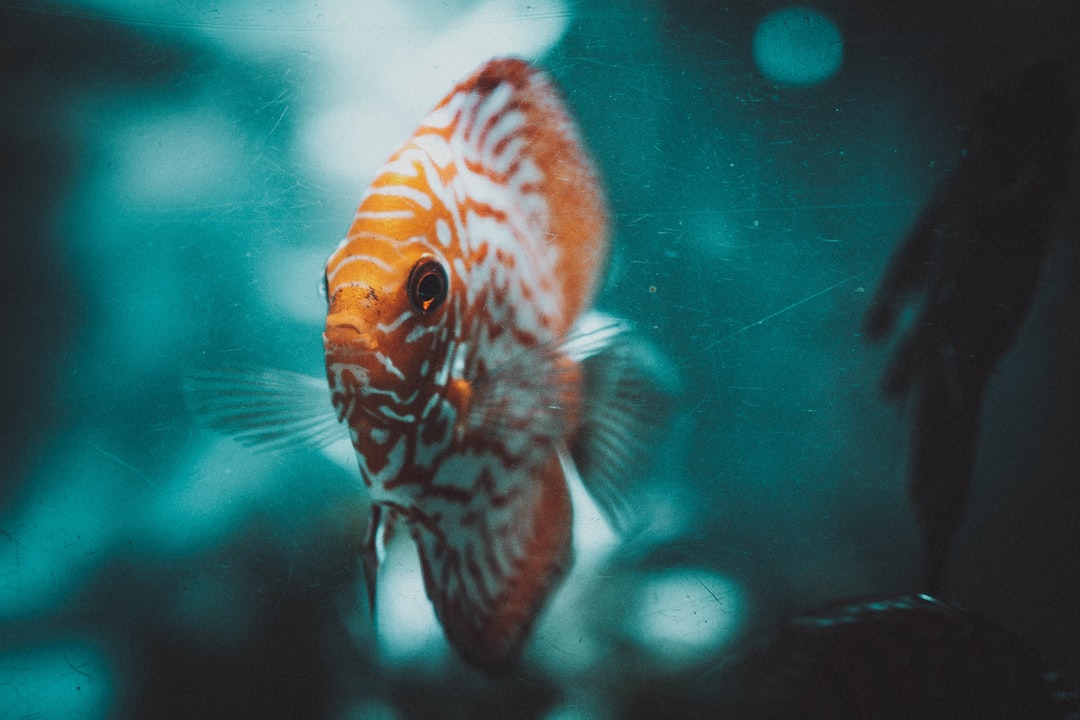 24 wichtige Fragen zu Welche Fische Im Aquarium?