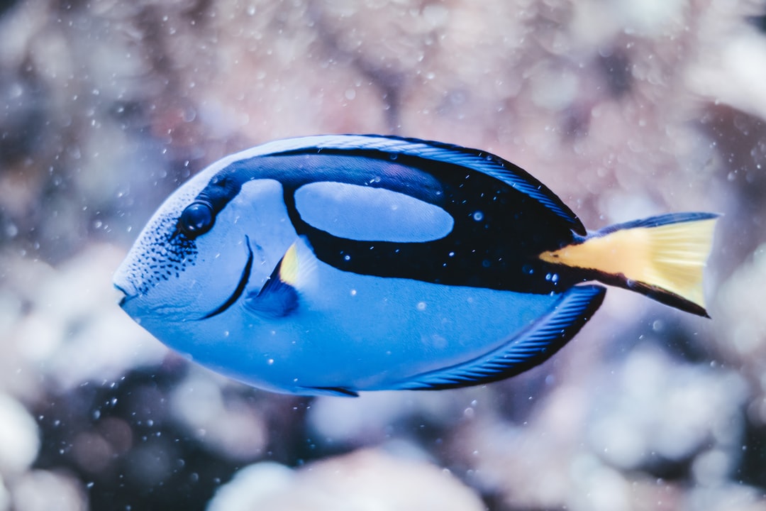 24 wichtige Fragen zu How Often Should You Feed Fish In Tank?
