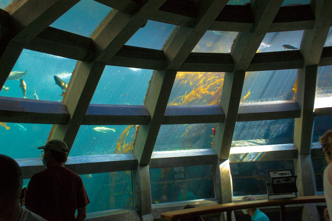 25 wichtige Fragen zu Aquarium Schwarzer Kies