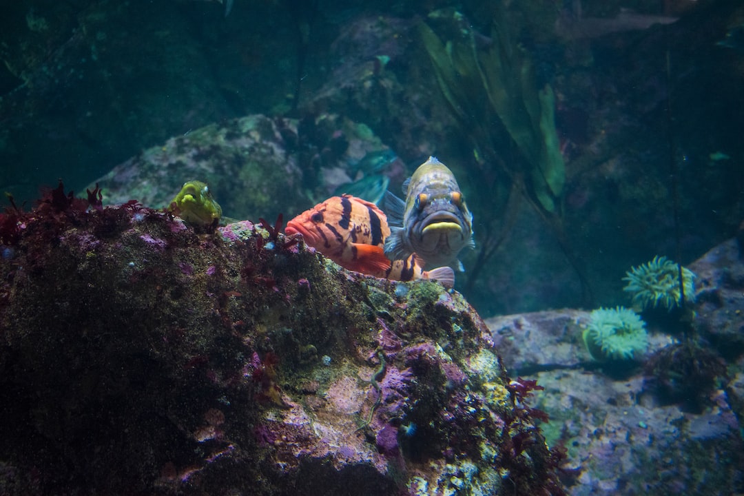 25 wichtige Fragen zu Wie Oft Aquarium Fische Füttern