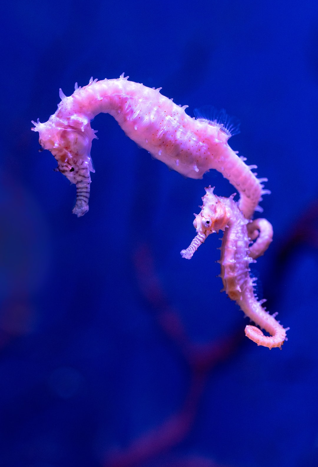 25 wichtige Fragen zu Wie Hoch Muss Der Bodengrund Im Aquarium Sein?