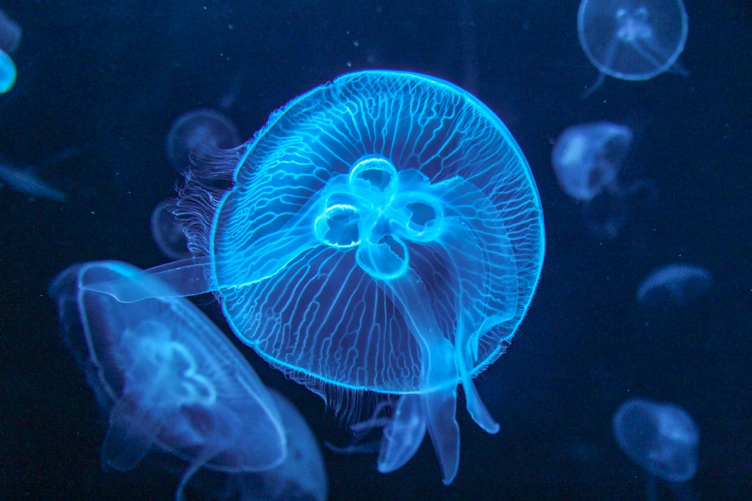 25 wichtige Fragen zu Schnecken Im Aquarium Entfernen