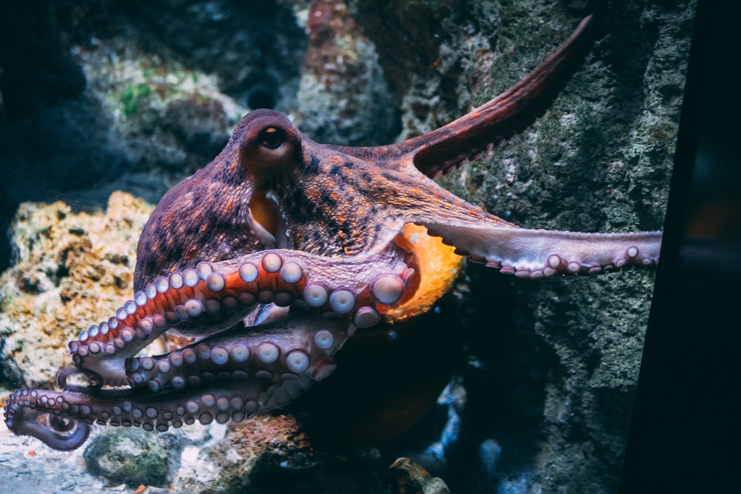 25 wichtige Fragen zu Aquarium Tiere Außer Fische