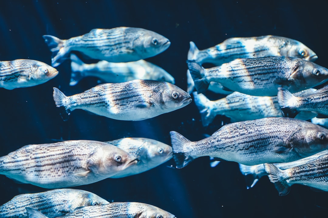 25 wichtige Fragen zu Are Tropical And Marine Fish The Same?