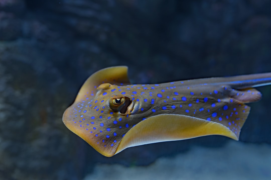 25 wichtige Fragen zu Aquarium Reinigung