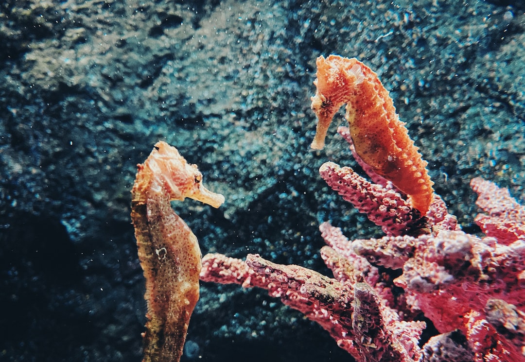 25 wichtige Fragen zu How Hard Is It To Maintain An Aquarium?