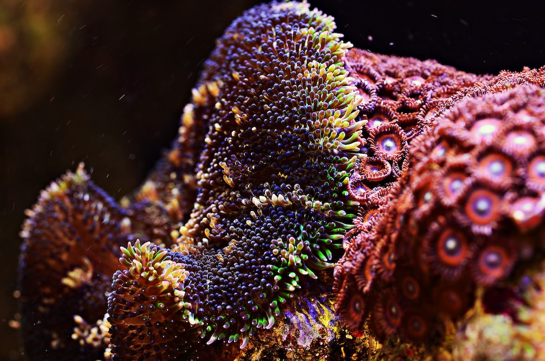 25 wichtige Fragen zu Was Ist Jede Koralle?