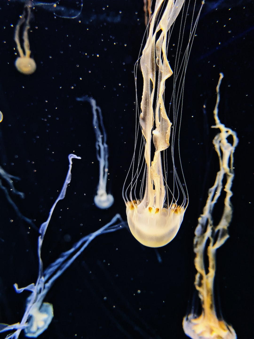 25 wichtige Fragen zu Wie Aufwendig Ist Ein Aquarium?