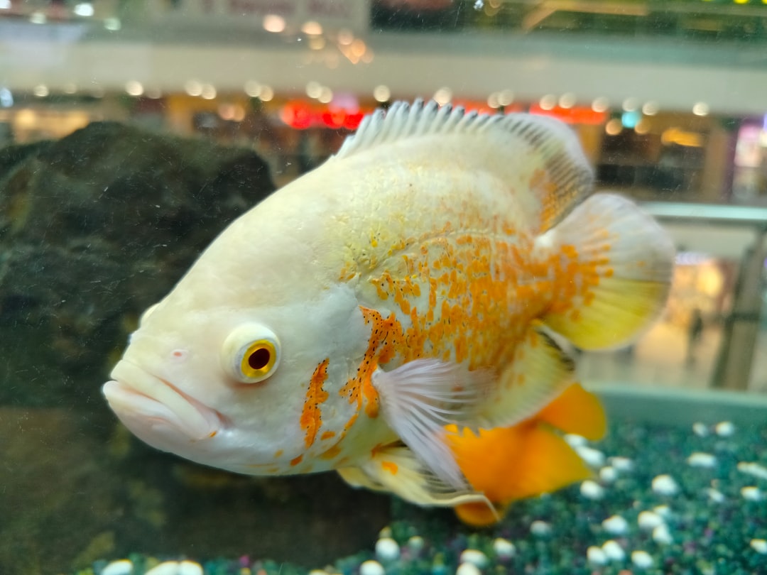 25 wichtige Fragen zu Warum Verlieren Fische Ihre Farbe Wenn Sie Sterben?