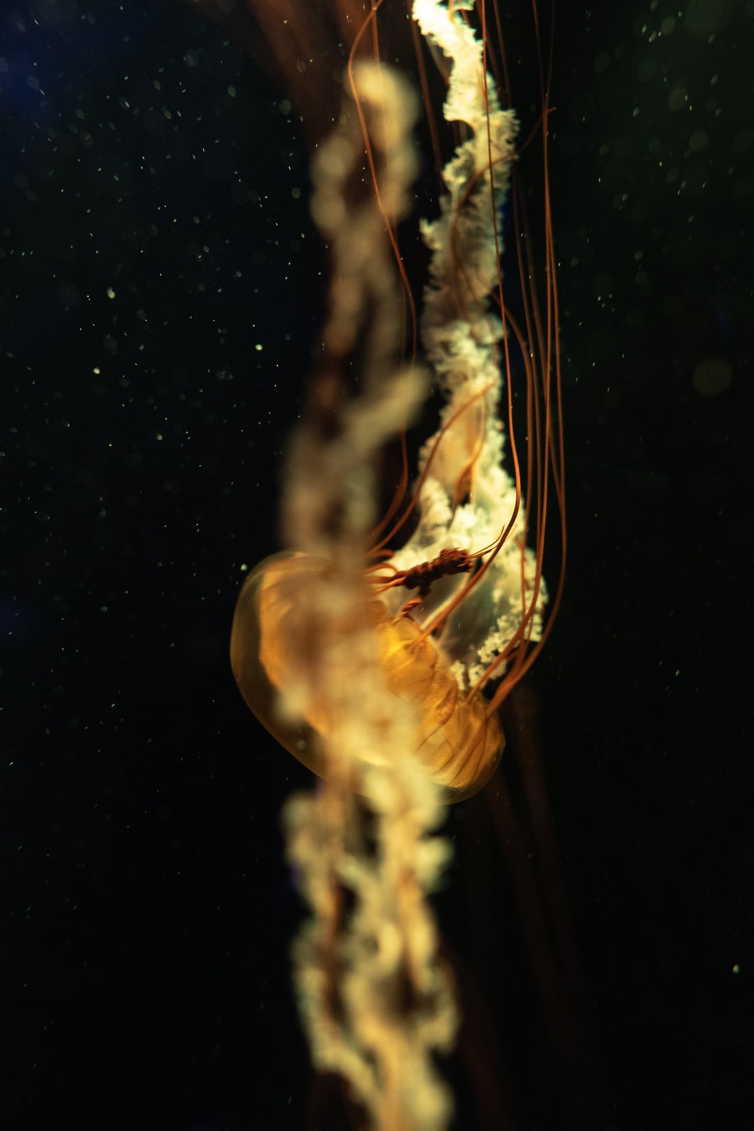 25 wichtige Fragen zu Seltene Aquarium Fische Süsswasser