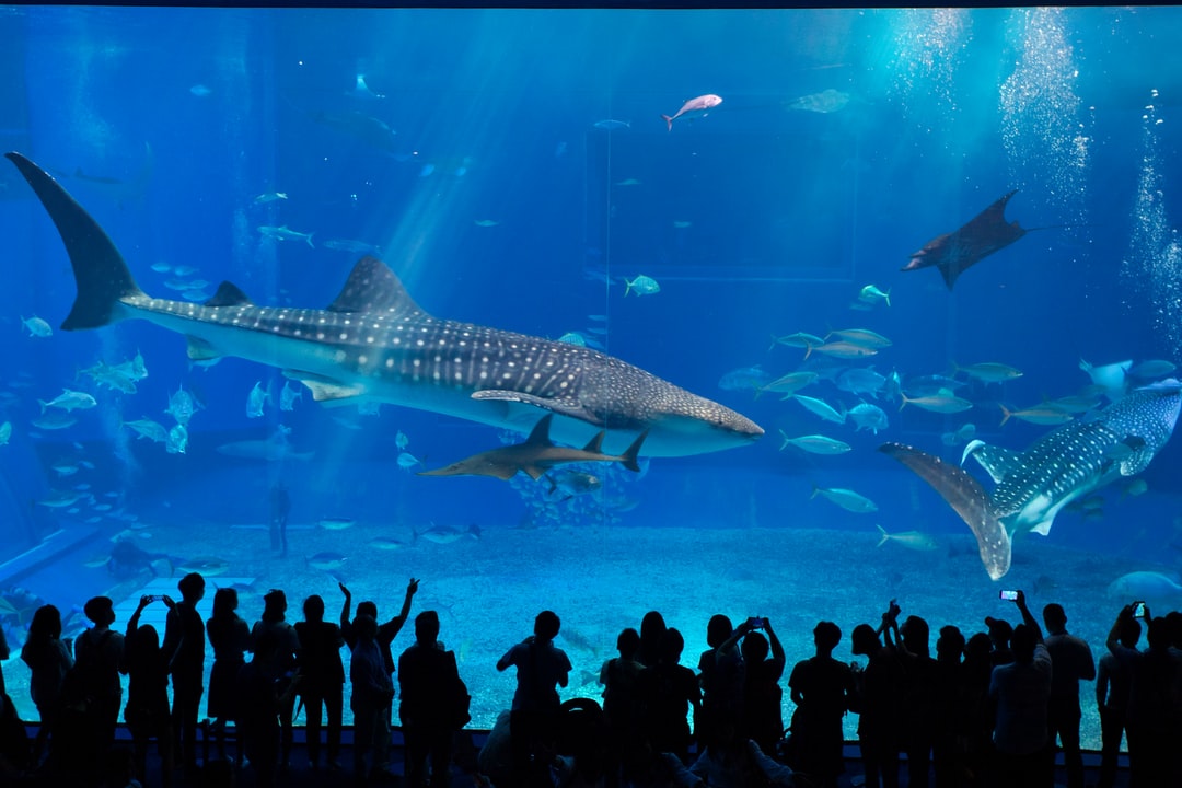 25 wichtige Fragen zu Whats The Best Aquarium In The World?
