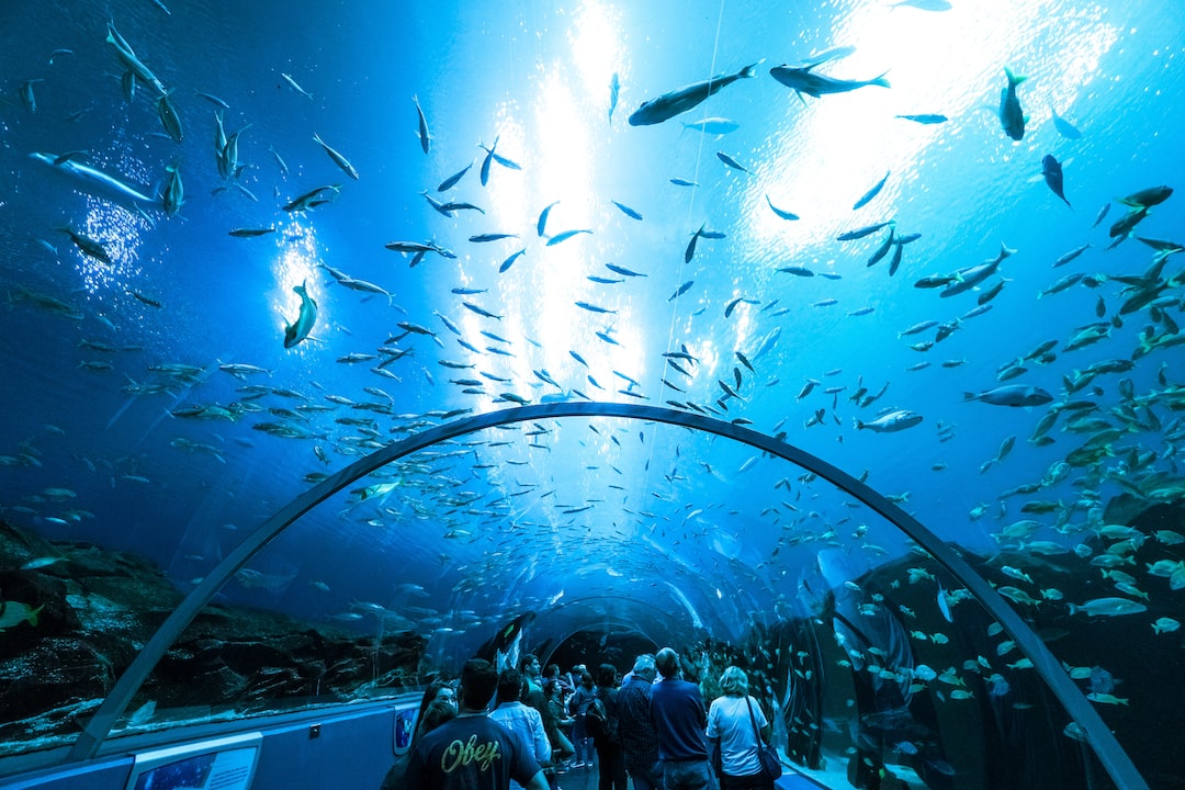 25 wichtige Fragen zu Wie Groß Muss Ein Aquarium Sein Für Fische?