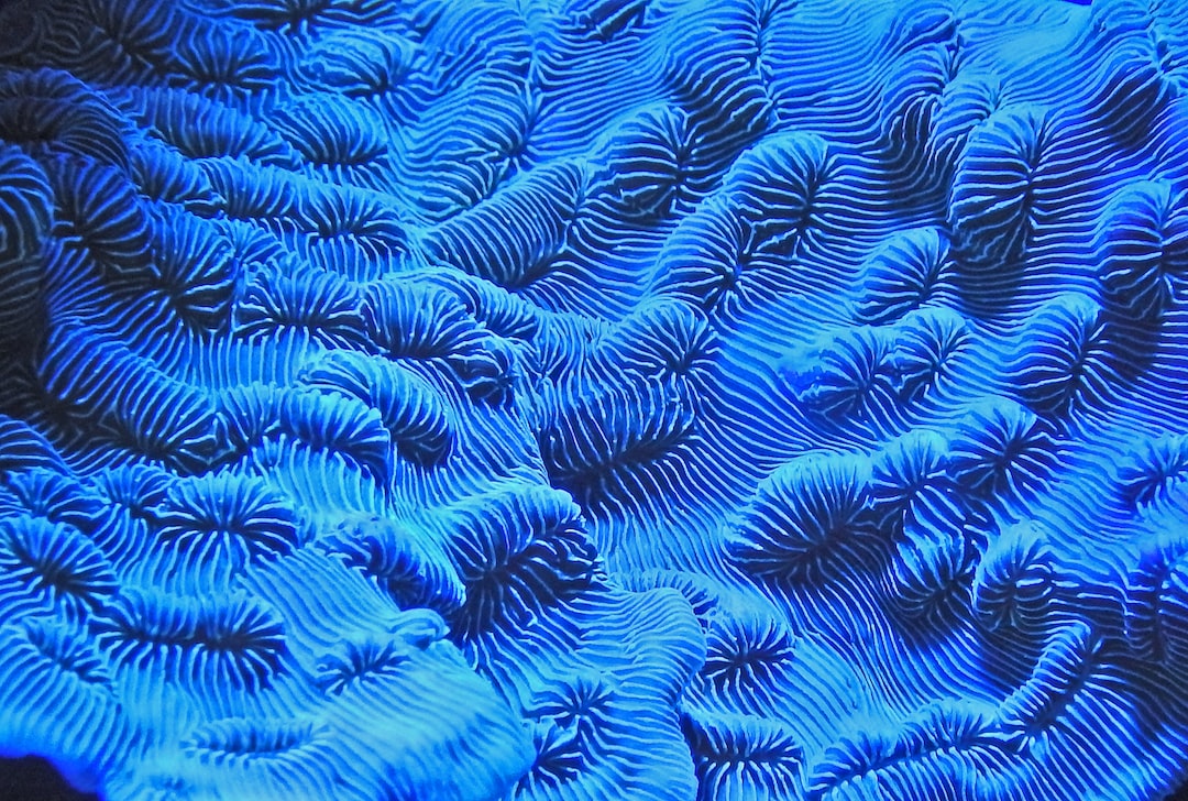 25 wichtige Fragen zu Welche Korallen Kann Man Nebeneinander Stellen?