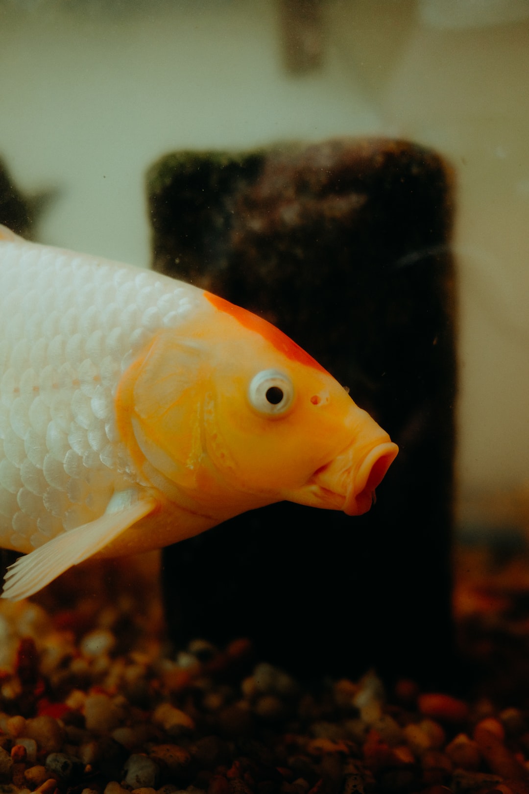 25 wichtige Fragen zu Kann Ein Fisch Angst Haben?