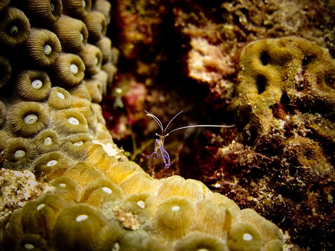 25 wichtige Fragen zu Sind Korallen Hart Oder Weich?