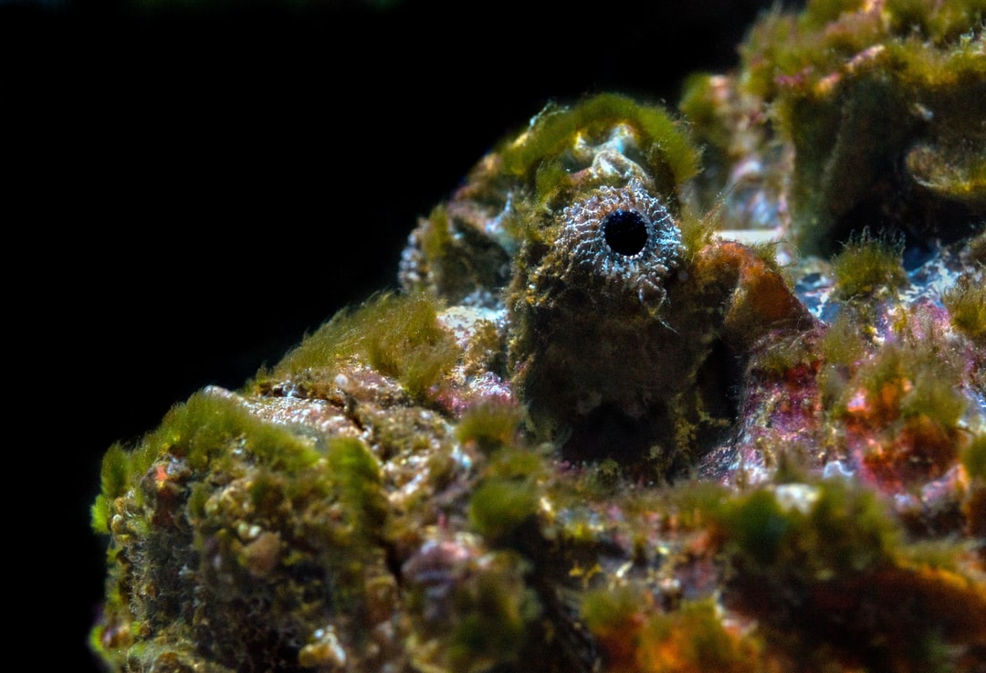 25 wichtige Fragen zu Aquarium Kleber Unter Wasser