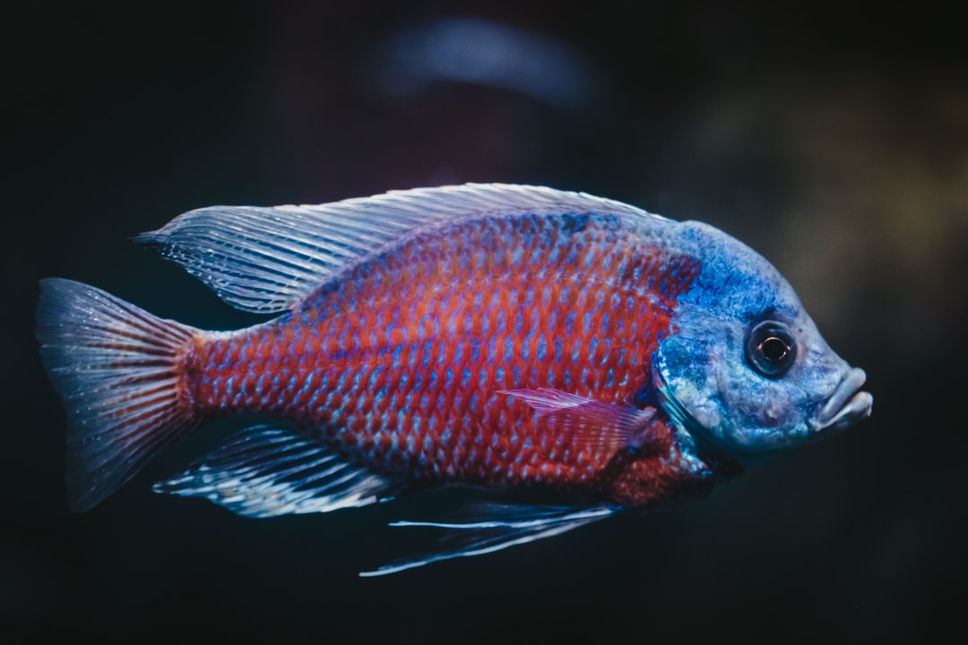25 wichtige Fragen zu What Makes A Fish A Tropical Fish?
