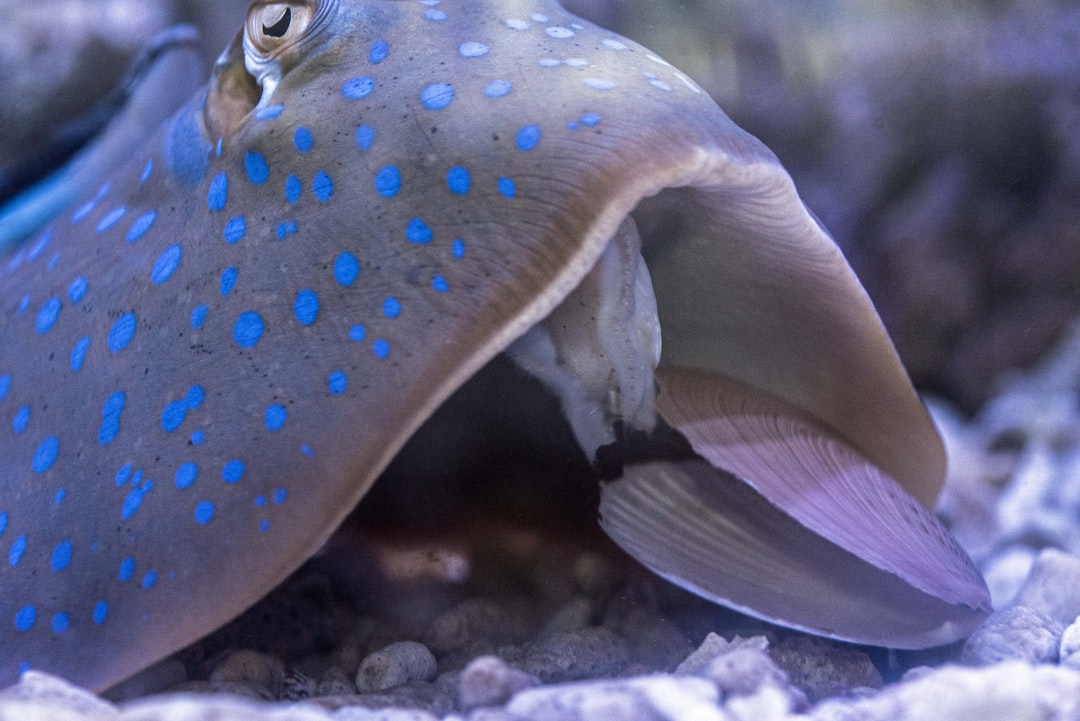 25 wichtige Fragen zu Molche Im Aquarium