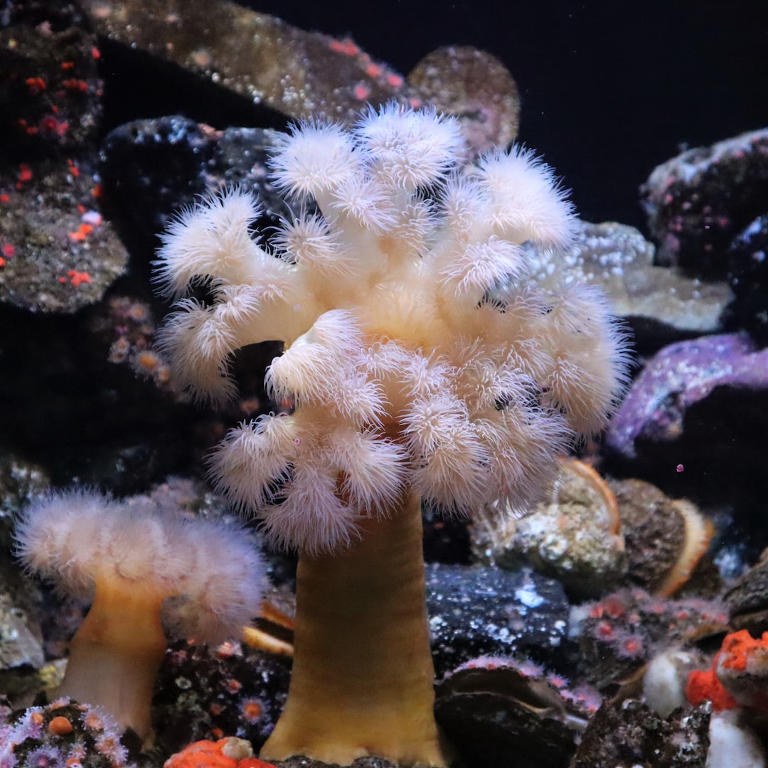 25 wichtige Fragen zu Aquarium Pflanzen Kaliummangel