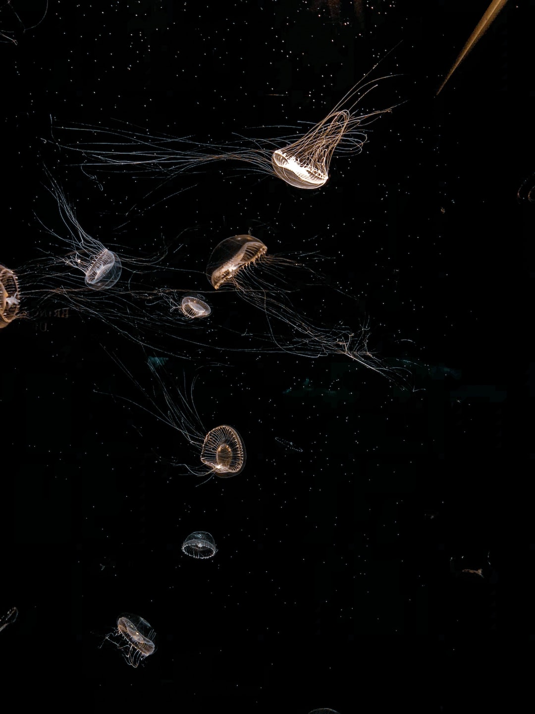 25 wichtige Fragen zu Was Sind Anemonen Aquarium?